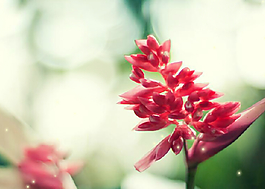 紅色花瓣QQ空間flash