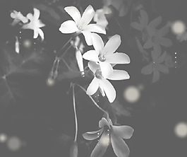花香QQ空間flash