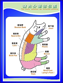 豬肉分割部位圖