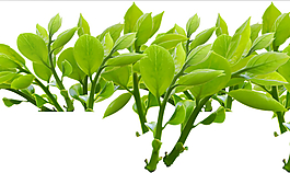 綠色植物ps摳圖素材下載