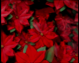 原始紅花視頻素材