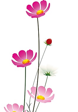花卉