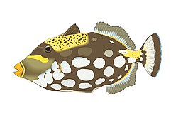 熱帶魚