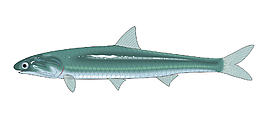 熱帶魚矢量