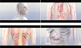 血管器官模型解剖分析高清动态背景动画
