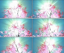 粉色花朵清新視頻