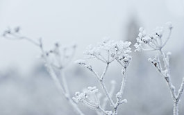 雪花背景