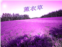 唯美的薰衣草花海ppt模板.r