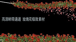 玫瑰花  唯美-浪漫-溫馨（帶通道）