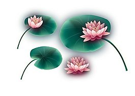 荷花荷葉