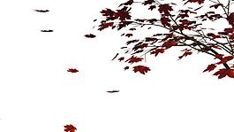 楓葉動態(tài)視頻—帶通道