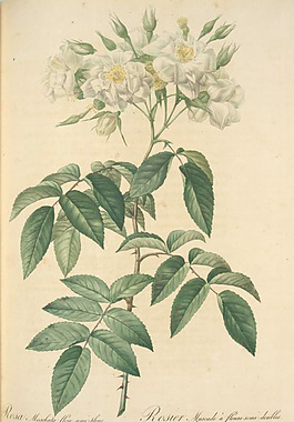 法國復(fù)古油畫花朵