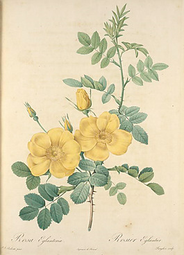 復古油畫黃色花朵