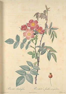 花卉裝飾畫素材