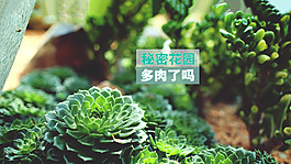 多肉