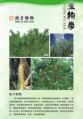 生物學展板