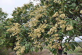 荔枝開花，荔枝樹
