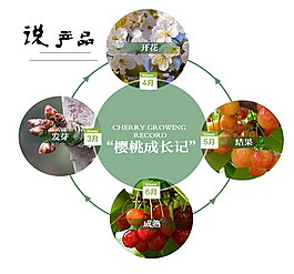 櫻桃 產(chǎn)品 水果