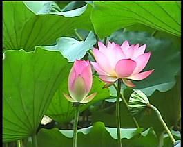 荷花視頻素材