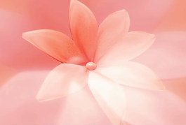 花朵视频素材