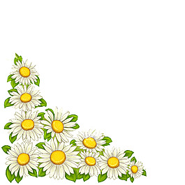 鮮花插畫雛菊高清大圖png素材