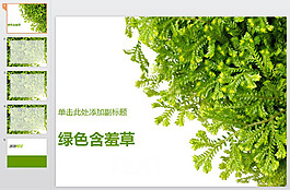 含羞草背景ppt模板