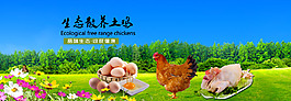 农产品土鸡海报 广告