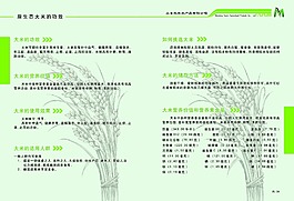 畫冊(cè)內(nèi)頁(yè)  大米