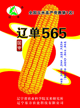 玉米單頁