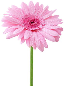 小花