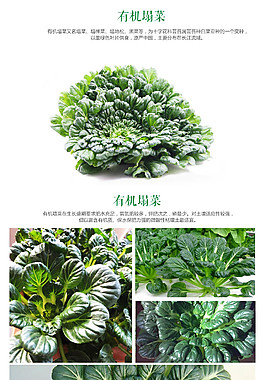 有機(jī)烏塌菜 淘寶詳情頁(yè)P(yáng)SD源文件下載