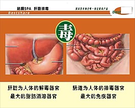 結(jié)腸SPA 肝膽排毒