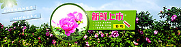 玫瑰海報(bào)