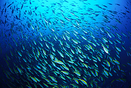 高清魚群背景jpg素材