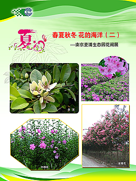 夏天花卉