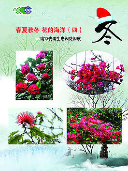 冬天花卉