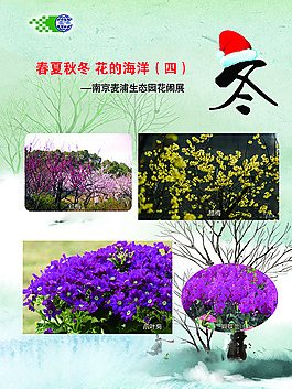 冬天花卉
