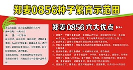 鄭麥0856