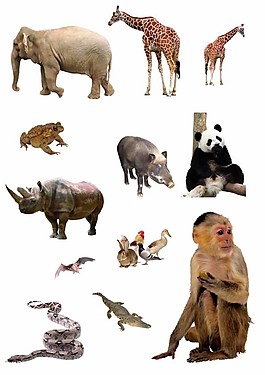動(dòng)物