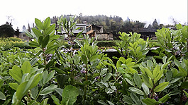 胡豆