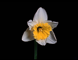 花開(kāi)全程
