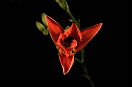 花開全程