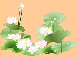 美麗的蓮花flash植物素材