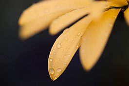 唯美花瓣叶片叶子花朵背景高清图片壁纸