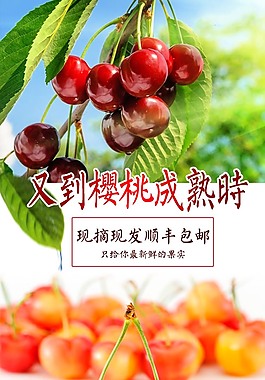 櫻桃