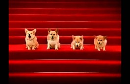 四只柯基犬唱生日歌