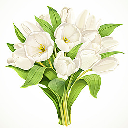 白色郁金香花束矢量素材