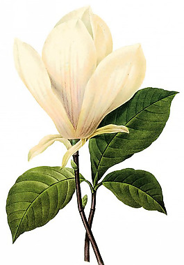 手绘玉兰花