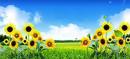向日葵花海PSD圖片