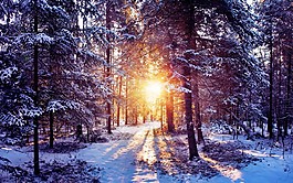 清晨的雪景深林戶外背景